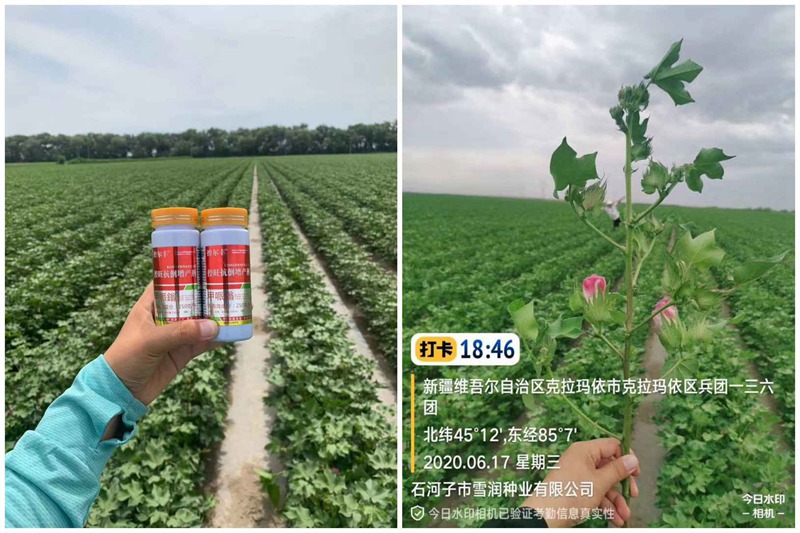 棉花用了控爾豐，控旺增產(chǎn)真輕松(圖3)