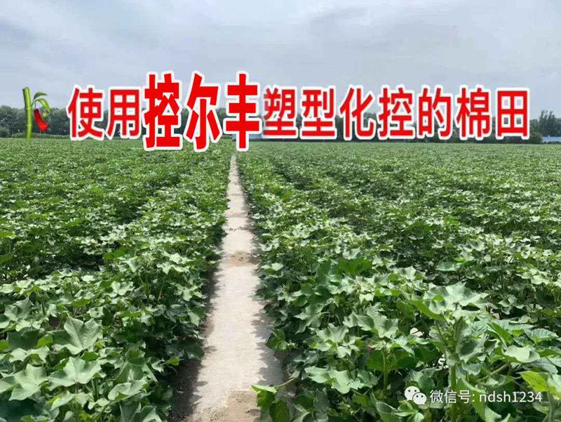 棉花用了控爾豐，控旺增產(chǎn)真輕松(圖5)