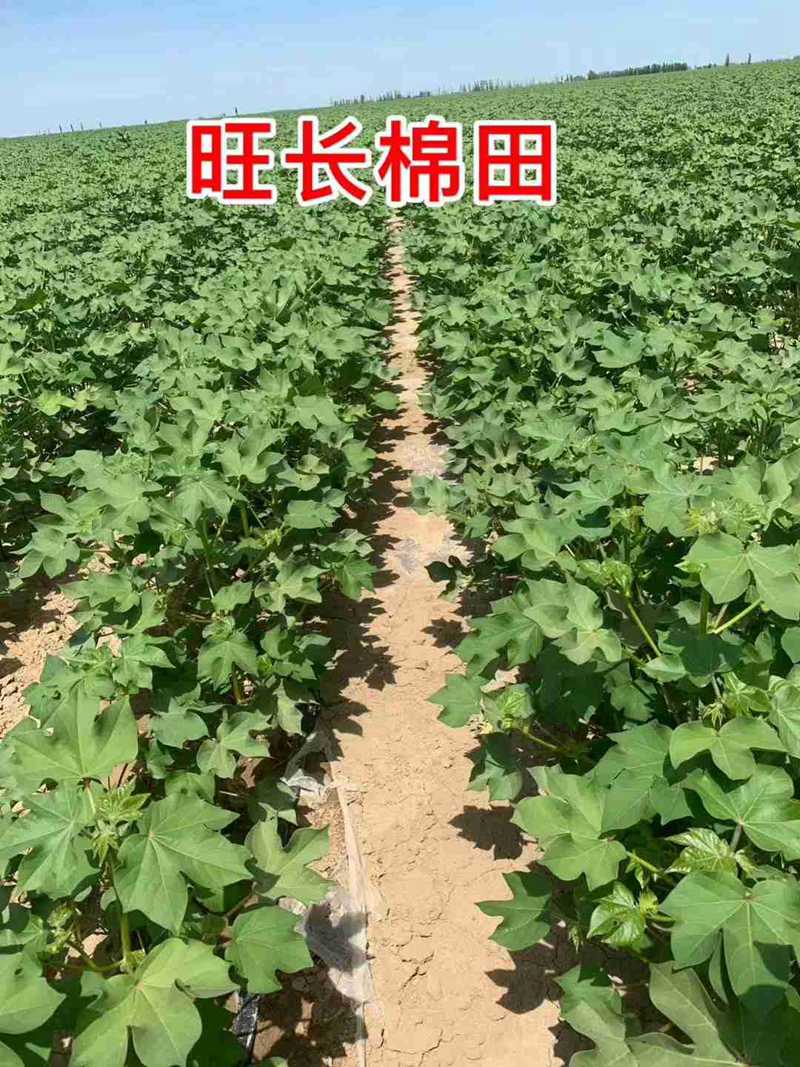 棉花用了控爾豐，控旺增產(chǎn)真輕松(圖6)