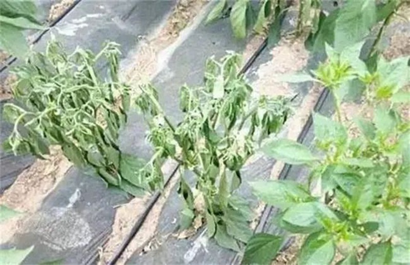 蔬菜死棵一年比一年重，到底能不能重茬？(圖1)