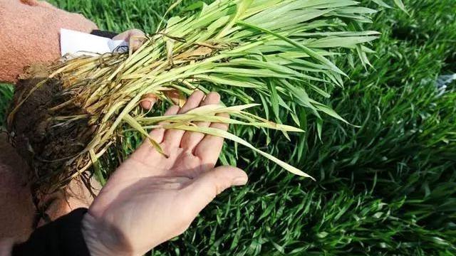 農(nóng)業(yè)農(nóng)村部發(fā)布 2022年小麥科學防范“倒春寒”技術意見(圖1)