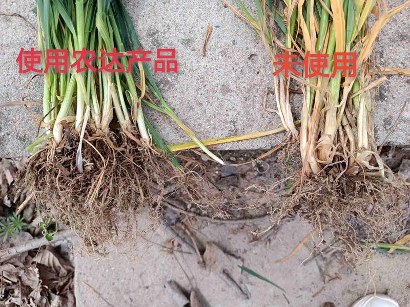深入田間，探究效果---卑詩?壯在小麥上的效果回訪(圖3)