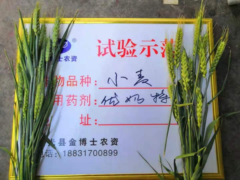 小麥已進入打包抽穗發(fā)育階段 提質增產(chǎn)防病防蟲已經(jīng)開始啦(圖2)