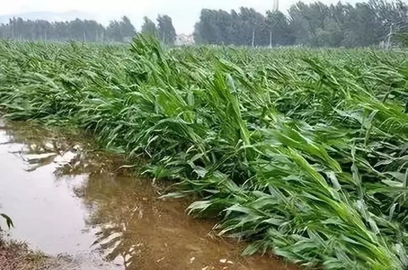 暴雨過后，應(yīng)做好這些事！(圖2)
