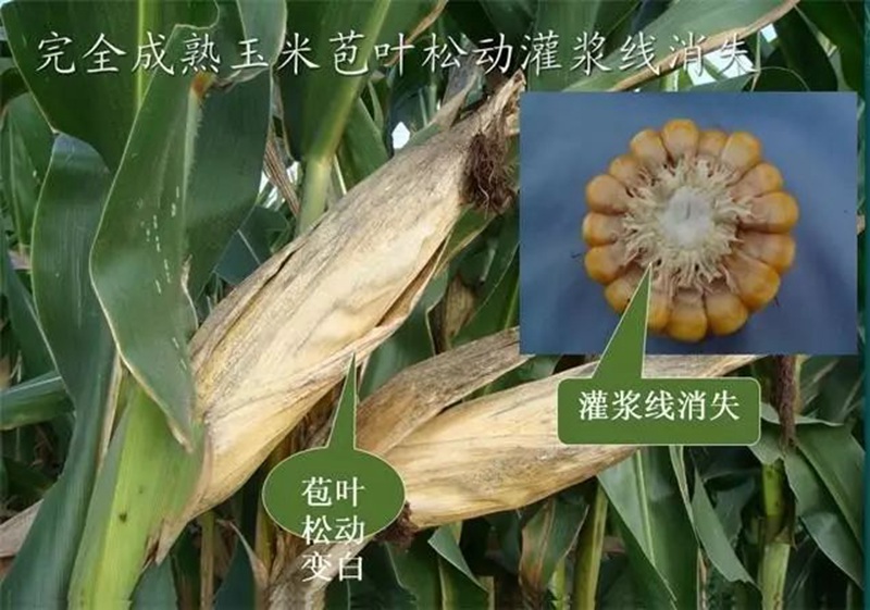 今年小麥要晚種，玉米要晚收！(圖1)