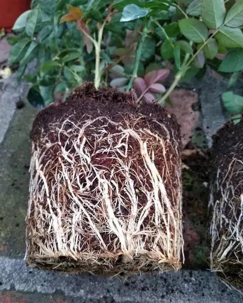 根是植物的命，抓住這幾點，根系粗壯、四通發(fā)達(圖1)