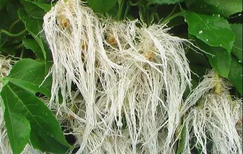 根是植物的命，抓住這幾點，根系粗壯、四通發(fā)達(圖2)